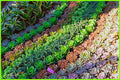 Succulent 1 Print