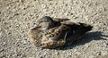 Sunbathing Duck Print