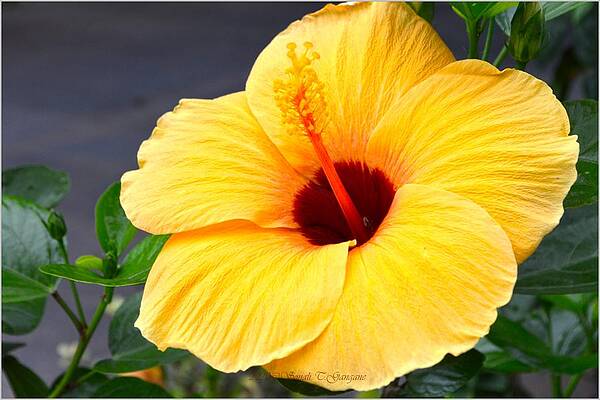 Tropical Hibiscus Print