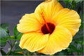 Tropical Hibiscus Print