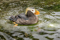 Tufted Puffin Print