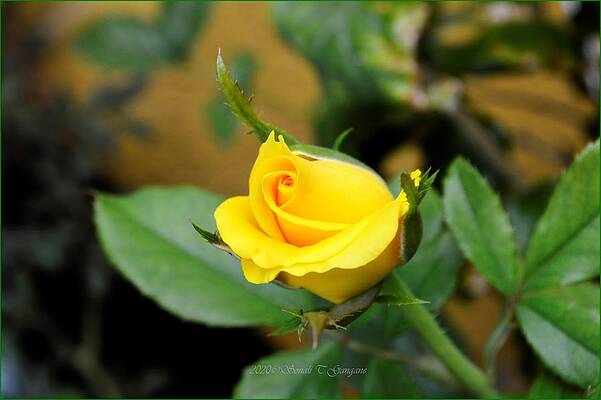 Unfurling Print