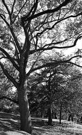 Up On The Hill I Stand - In Black And White Print