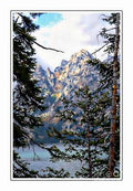 View Between The Trees Print