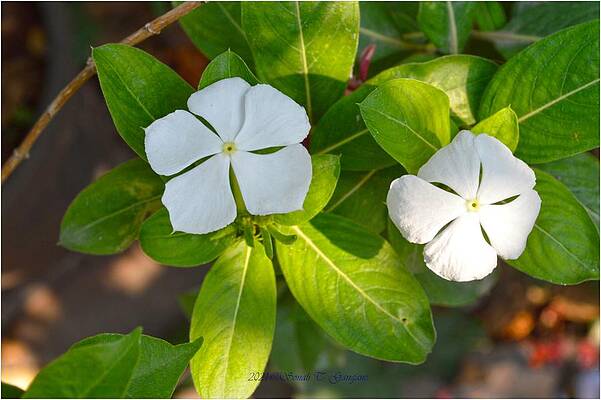 Vinca  Flora Print