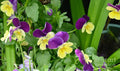 Vine Of Pansies Print