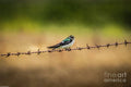 Violet Green Swallow Print