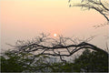Watching Sunrise Print