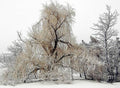 Winter Scene Print
