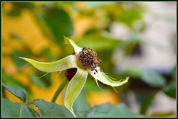 Withered Beauty Print