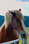 Wonderful Horse Print