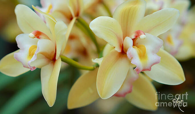 Yellow Orchids Print